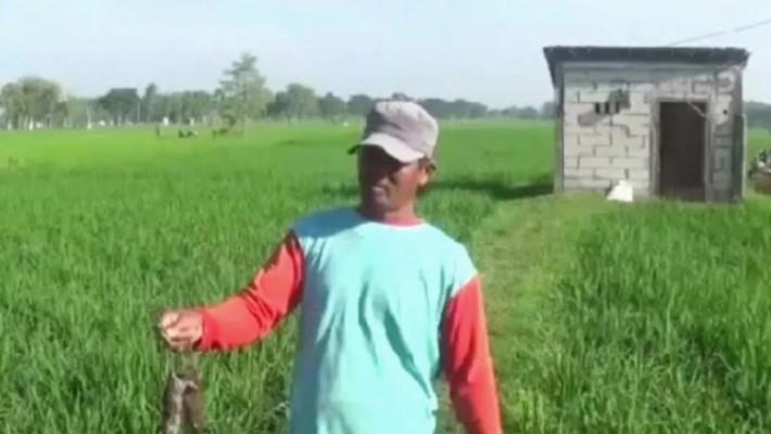 Epidemiolog Sebut Pengendalian Tikus Jadi Cara Terbaik Cegah Virus Hanta