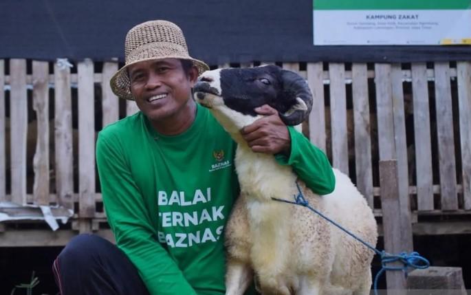 Baznas Berdayakan Peternak Mustahik Lamongan untuk Pasok Hewan Kurban Idul Adha