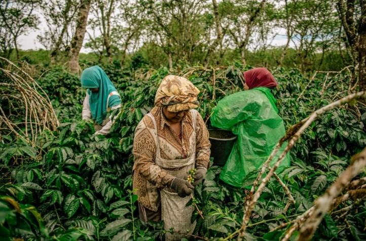 Peneliti USK Sebut Banjir dan Longsor Tekan Produksi Kopi Gayo di Aceh