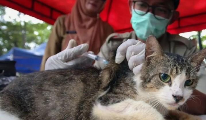 KPKP Jakarta Selatan Vaksin 1.767 Hewan Penular Rabies Selama April 2026