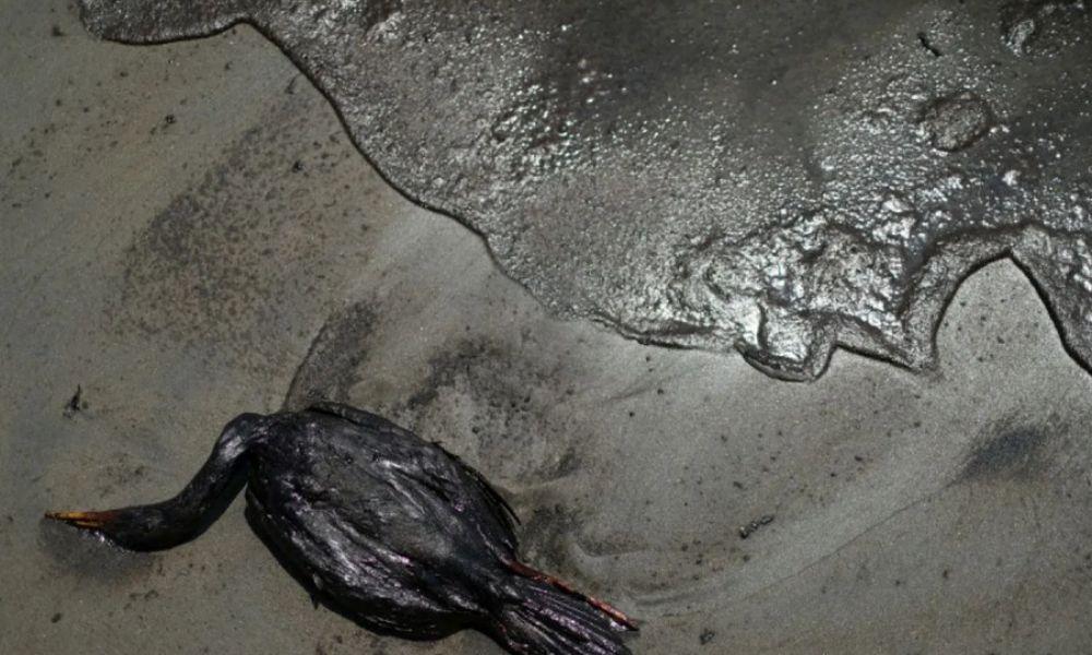 Venezuela Soroti Tumpahan Minyak dari Trinidad dan Tobago yang Cemari Teluk Paria