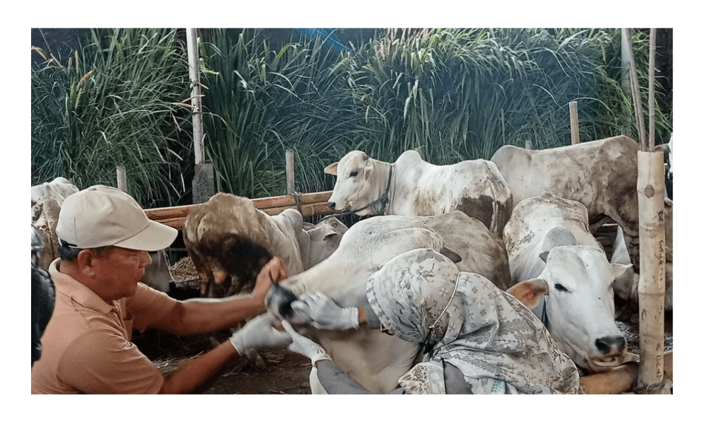 Dua Sapi Asal Bantul Lolos Seleksi Hewan Kurban Presiden Prabowo untuk Idul Adha