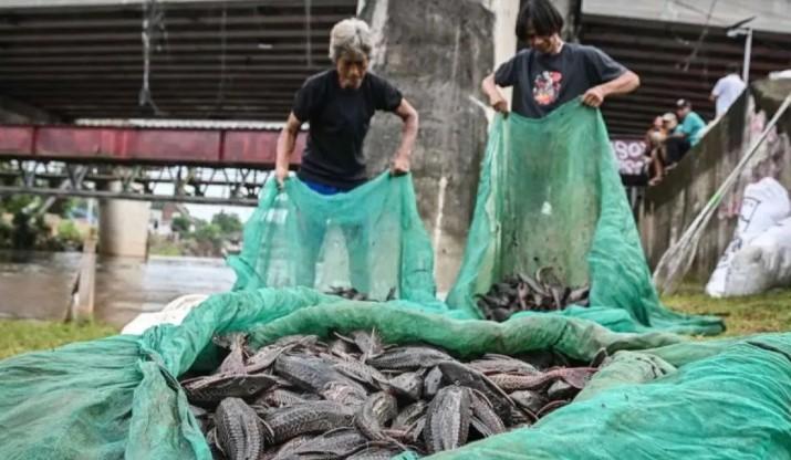 Pemkot Jaktim Sebut Maraknya Ikan Sapu-Sapu Jadi Tanda Darurat Sungai Jakarta
