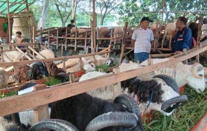 Tangerang Kerahkan 100 Petugas untuk Awasi Kesehatan Hewan Kurban Jelang Idul Adha 2026