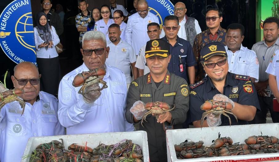 Kepiting Karaka Mimika Tembus Malaysia dan Singapura, Dorong Peluang UMKM Ekspor