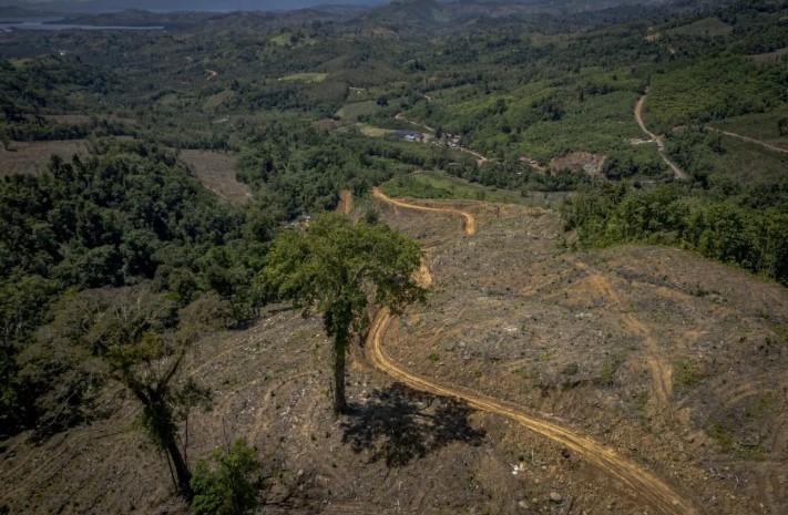 Organisasi Sipil Dorong Permenhut Karbon Perkuat Perlindungan Hutan dan Hak Masyarakat