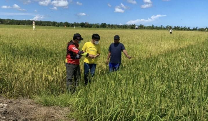 Tim Bulog Kapuas Rela Bermalam di Rumah Petani Demi Maksimalkan Serapan Gabah