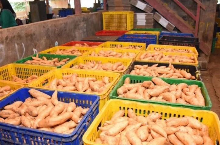 Cara Konsumsi Ubi Jalar agar Vitamin A Terserap Maksimal oleh Tubuh