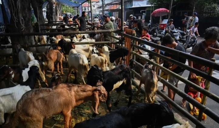 Pramono Sebut Harga Hewan Kurban Stabil Picu Daerah Lain Belanja ke Jakarta