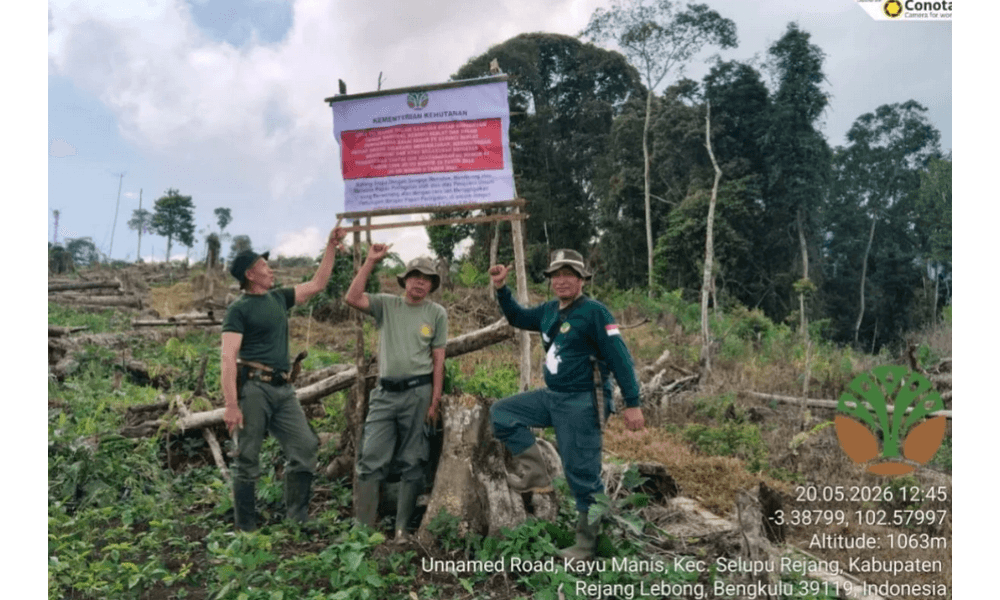 TNKS Bengkulu Temukan 80 Hektare Kawasan Hutan Dirambah untuk Kebun Kopi