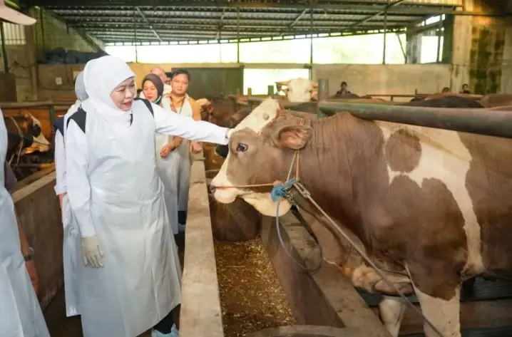 Gubernur Khofifah Pastikan Hewan Kurban di Jatim Sehat dan Distribusi Lancar Jelang Idul Adha