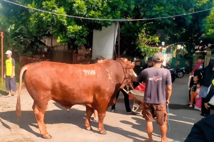 Sapi Kurban 1,1 Ton Misterius Berinisial TIW Gegerkan Warga Gejayan Sleman Jelang Idul Adha