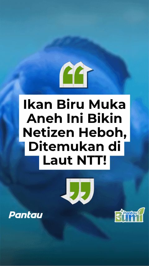 IKAN BIRU MUKA ANEH INI BIKIN NETIZEN HEBOH