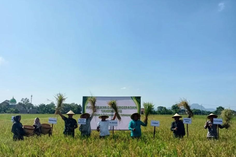 Tulungagung Kembali Surplus Beras Hampir 50 Ribu Ton, Perkuat Posisi sebagai Penyangga Pangan Jawa Timur