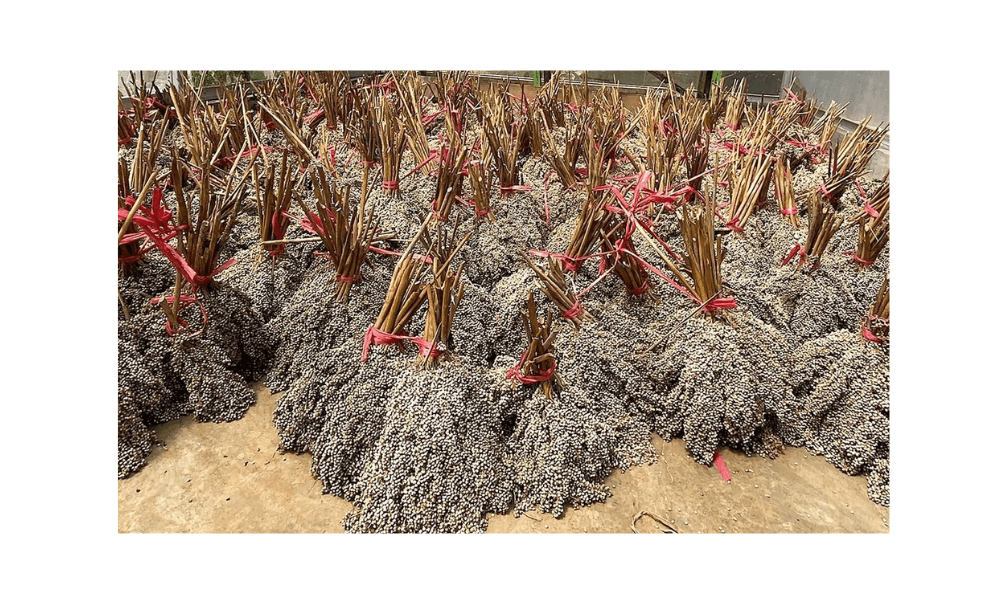 PLN EPI Gandeng Itera dan PLN Puslitbang Kembangkan Kaliandra-Sorgum untuk Biomassa dan Hidrogen Hijau