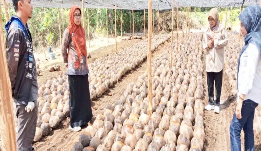 Kementan Salurkan 140.000 Benih Kelapa Dalam untuk Pengembangan 1.100 Hektare Kawasan di Kalimantan Selatan
