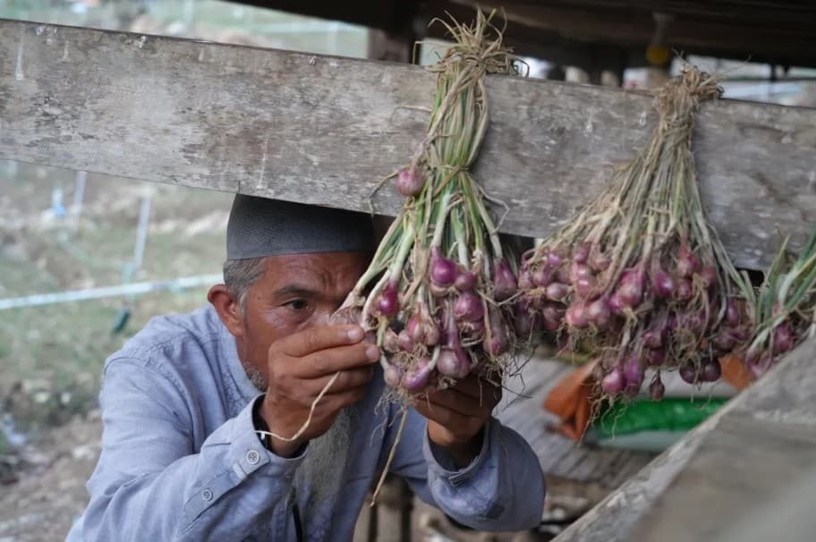 Petani Bawang di Enrekang Berhasil Menekan Biaya Operasional hingga 60 Persen Berkat Program Elektrifikasi Agrikultur PLN