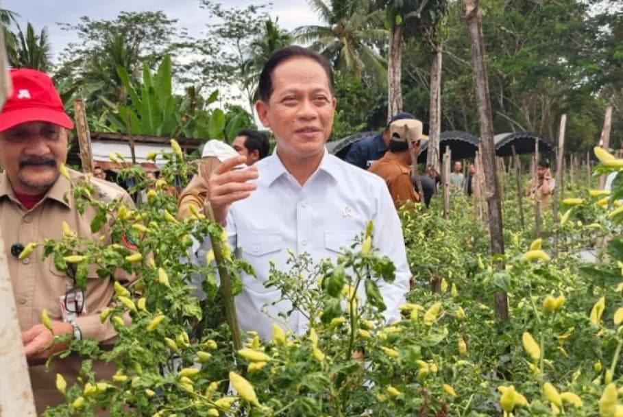 Hanif Faisol Nurofiq Menilai Hulu Sungai Selatan Berperan Besar Menjaga Pasokan dan Stabilitas Harga Cabai