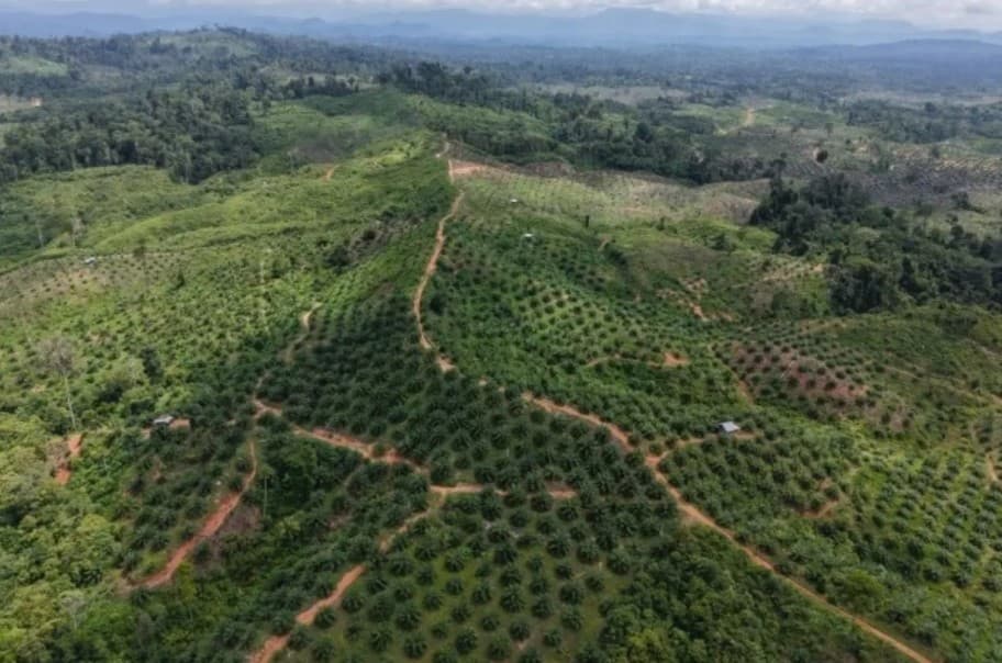 Kebun Sawit Ilegal Masih Berproduksi di Habitat Gajah Sumatera Seblat, Genesis Desak Pengawasan Diperkuat