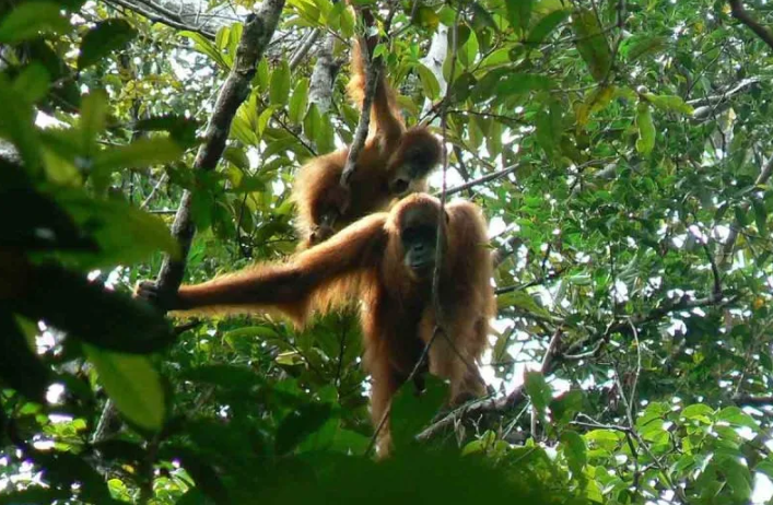BKSDA Aceh Evakuasi Orang Utan Sumatra dari Perkebunan Sawit di Aceh Selatan dan Lakukan Pelepasliaran