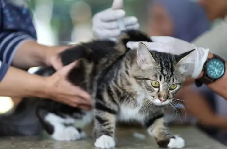 Sudin KPKP Jakarta Selatan Vaksinasi 1.454 Hewan Penular Rabies Demi Pertahankan Status Bebas Rabies