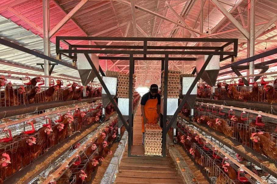 Lapas Ciangir Kembangkan Budidaya Ayam Petelur Bersama Warga Binaan, Produksi Telur Capai 860 Kilogram per Hari
