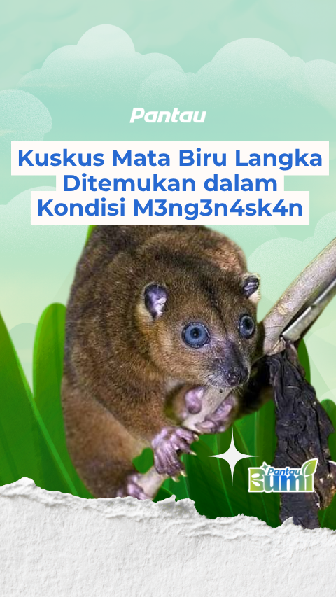 KUSKUS MATA BIRU LANGKA DITEMUKAN DALAM KONDISI MENGENASKAN