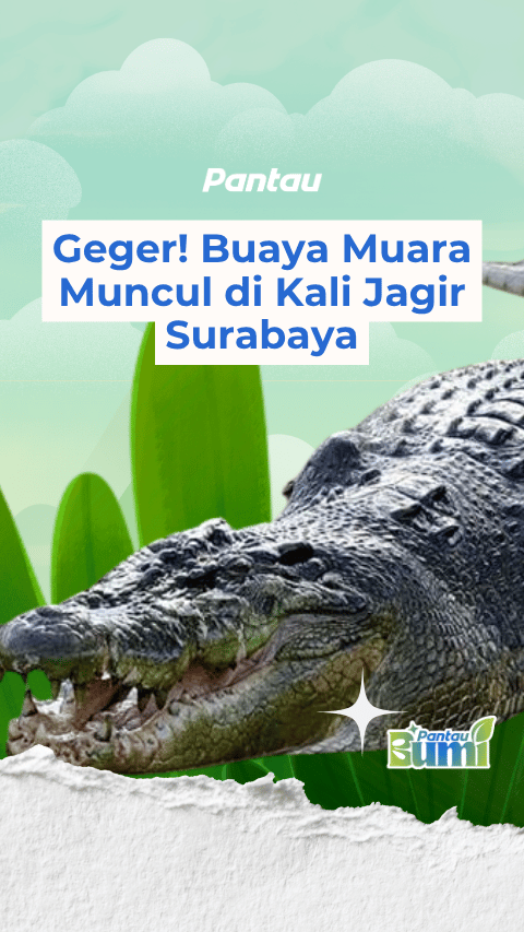 BUAYA MUARA MUNCUL DI KALI JAGIR SURABAYA