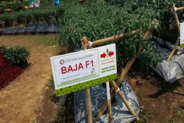 BRIN Kembangkan Riset Identifikasi Fenotipe Cabai Unggul Berbasis AI untuk Percepat Karakterisasi Varietas