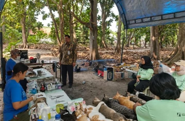 Kepulauan Seribu Sterilisasi 108 Kucing untuk Kendalikan Populasi dan Tingkatkan Kesehatan Hewan