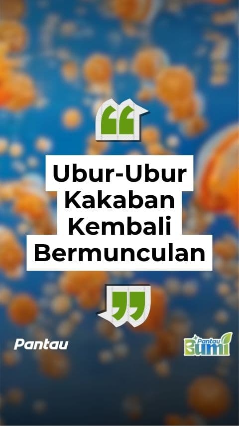 UBUR UBUR KAKABAN KEMBALI BERMUNCULAN