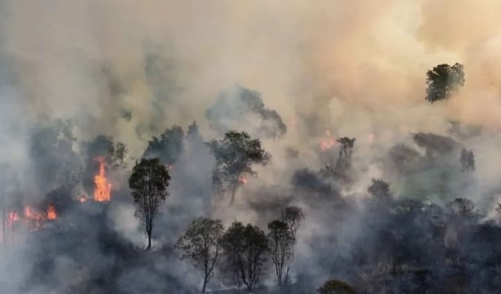Kebakaran Gunung Jabung Hanguskan Satu Hektare Vegetasi, Api Padam Setelah Tiga Jam