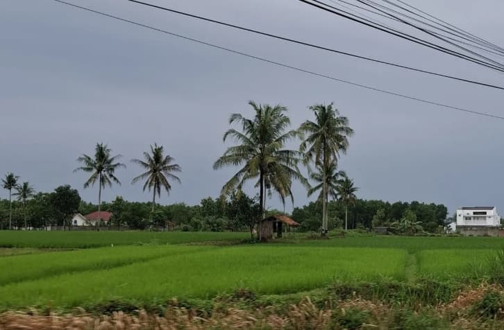 Lampung Cetak 1.450 Hektare Sawah Baru untuk Dorong Ekstensifikasi Pertanian