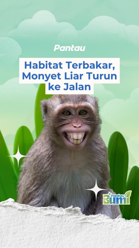 HABITAT TERBAKAR, MONYET LIAT TURUN KE JALAN