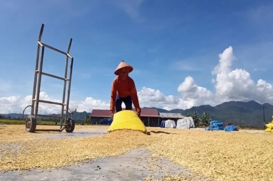 Bulog Sulawesi Tengah Serap Lebih dari 11 Ribu Ton Gabah, Realisasi Capai 96 Persen Target