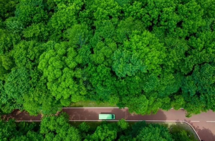 Studi Global Menemukan Pepohonan Hutan Sulit Beradaptasi dengan Kekeringan Berkepanjangan