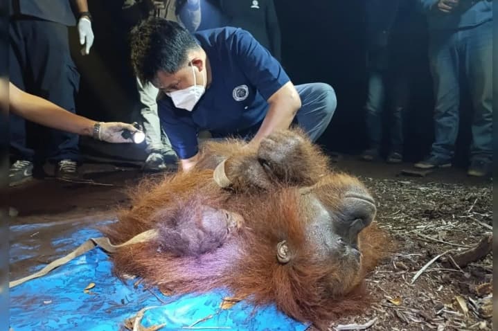 BKSDA Selamatkan Induk dan Anak Orangutan yang Terkepung Karhutla di Kotawaringin Timur