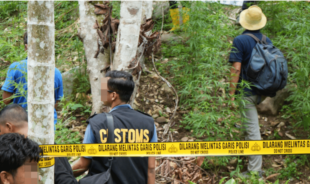 Bea Cukai Jayapura Gagalkan Dua Peredaran Ganja, 163 Paket Hendak Dibawa ke Biak
