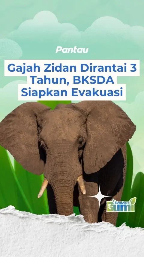 GAJAH ZIDAN DIRANTAI 3 TAHUN