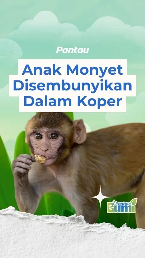 ANAK MONYET DISEMBUNYIKAN DALAM KOPER
