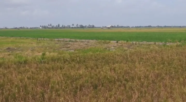 ATR/BPN Tetapkan 22.436 Hektare Sawah di Bangka Belitung sebagai Lahan Sawah Dilindungi