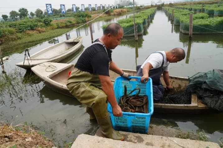 Dari Kolam Desa, Belut Padi Khas Tiongkok Membidik Pasar Global dengan Teknologi Modern