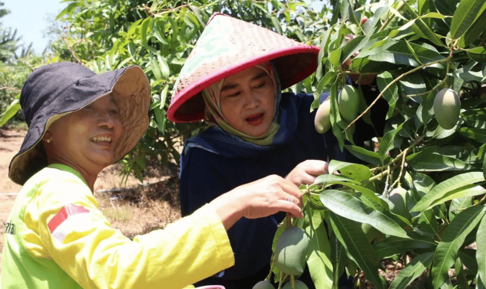Pemkot Cirebon Kembangkan Urban Farming di Setiap RW untuk Dorong Pangan dan Ekonomi Warga