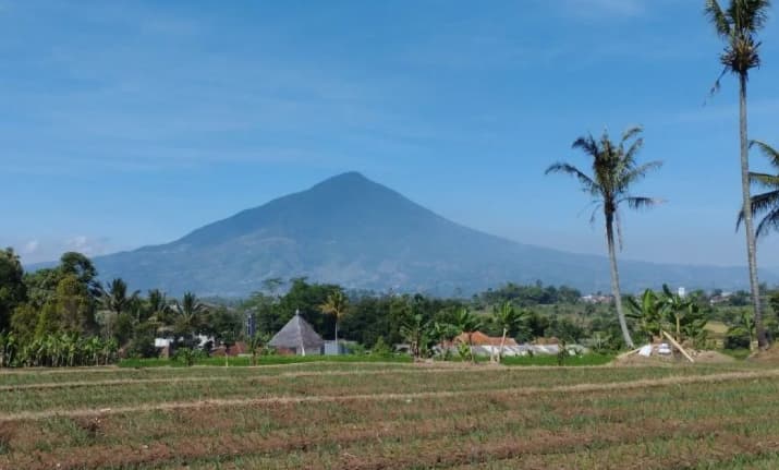 Dispertan Garut Manfaatkan Lahan Marjinal untuk Tanam Singkong sebagai Bahan Baku Bioetanol