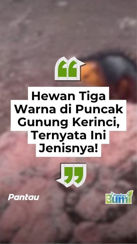 HEWAN TIGA WARNA DI PUNCAK GUNUNG KERINCI