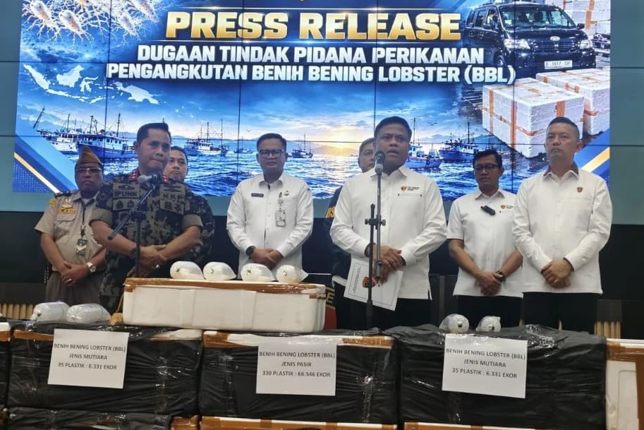 Bareskrim Tangkap Dua Penyelundup 73 Ribu Benih Lobster ke Vietnam, Ungkap Dugaan Kerugian Rp170 Miliar