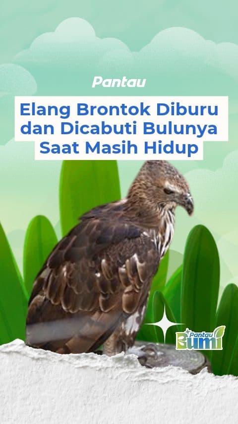 ELANG BRONTOK DIBURU