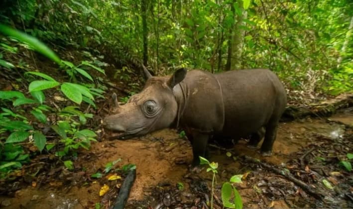 Jatam Kaltim Tolak Translokasi Badak Pari Mahulu, Desak Pemerintah Lindungi Habitat dari Ancaman Konsesi