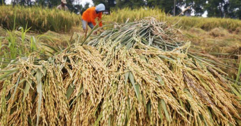 Ekspor Pertanian Maret 2021 Meningkat Dua Digit, Jadi yang Tertinggi Dibanding Sektor Lain