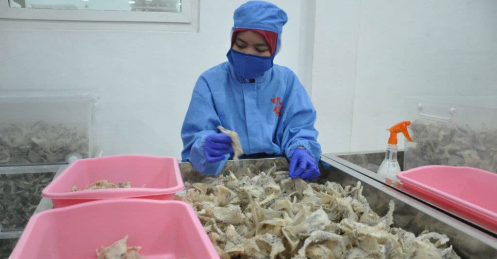 Moeldoko Sinergi Kementan Kembangkan Komoditas Porang dan Walet